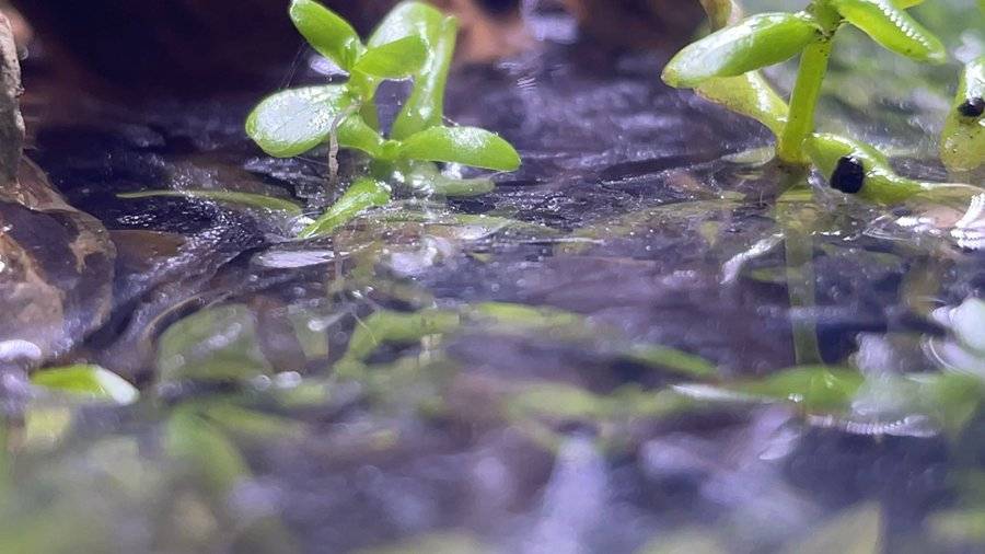 水槽写真の敵 油膜対策でsns映えを加速させろ くろだあくあ