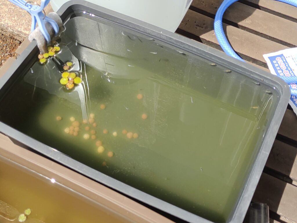 アオコで緑色になったビオトープの水
