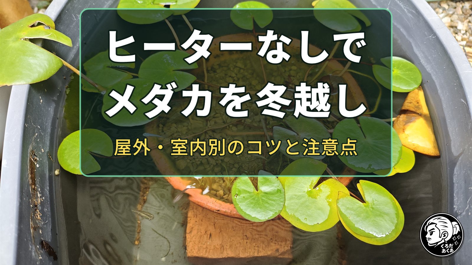 ヒーターなしでメダカを冬越し｜屋外・室内別のコツと注意点