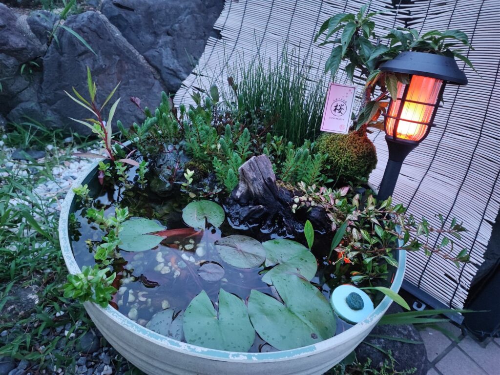 水草と苔玉、流木、ランタンを配置した筆者の睡蓮鉢ビオトープ