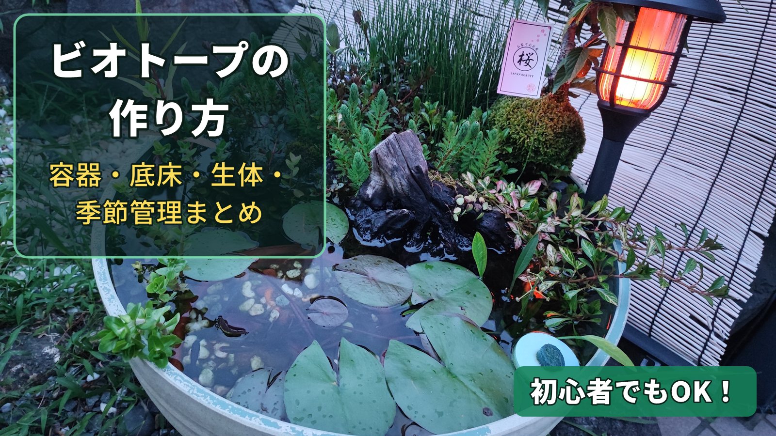 ビオトープの作り方　睡蓮鉢に水草・流木・苔玉を配置した筆者のビオトープ