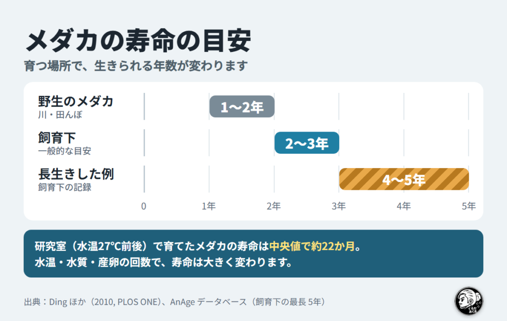 メダカの寿命の目安の図。野生1〜2年、飼育下2〜3年、長生きした例4〜5年