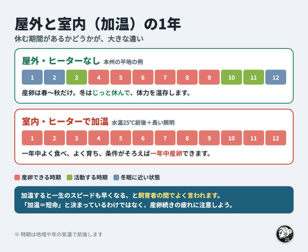 屋外ヒーターなしと室内加温のメダカの1年の違いを月ごとに比べた図