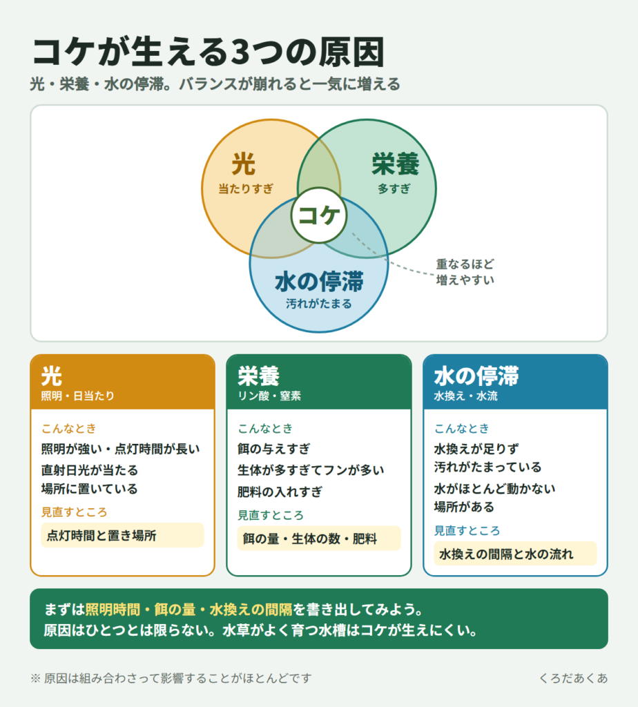 コケが生える3つの原因(光・栄養・水の停滞が重なるほどコケが増える。それぞれの原因と見直すところ)