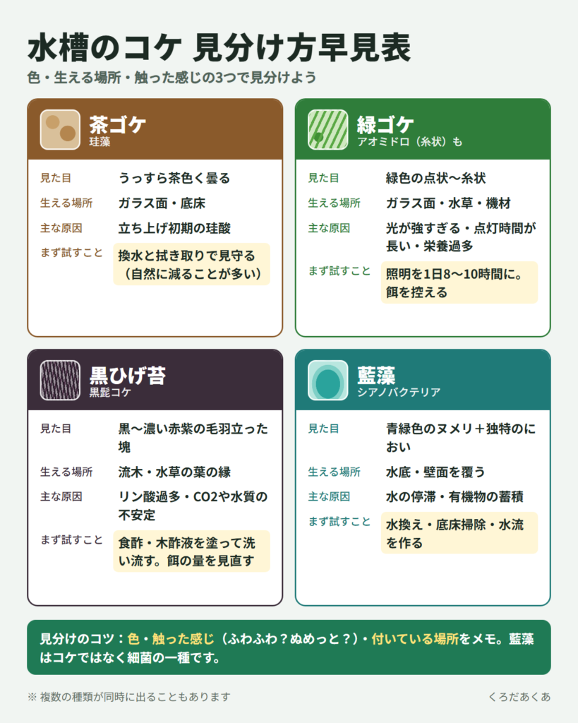 水槽のコケ見分け方早見表(茶ゴケ・緑ゴケ・黒ひげ苔・藍藻の見た目・生える場所・主な原因・まず試すこと)