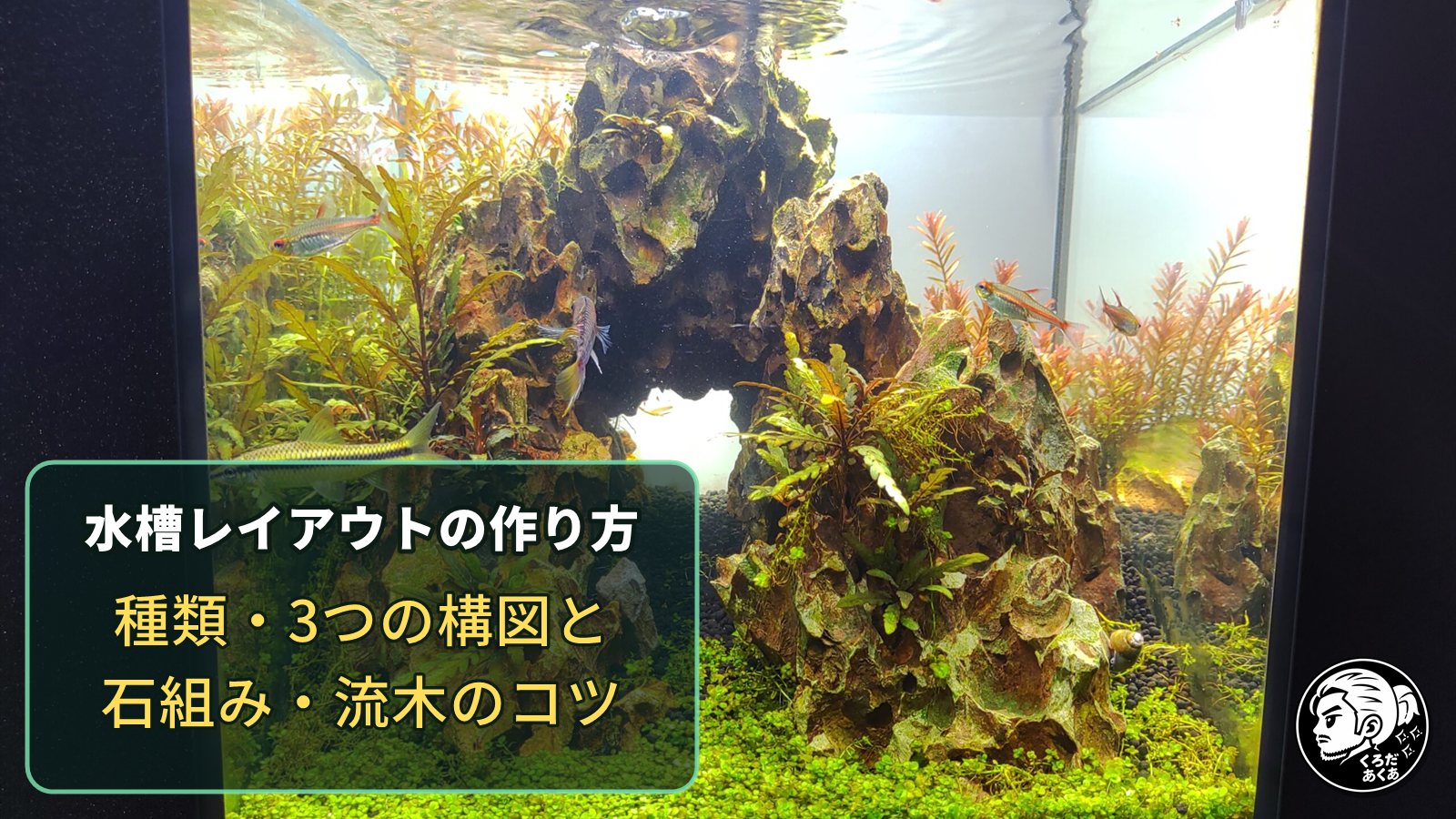 気孔石で洞窟を組んだ30cmキューブ水槽と「水槽レイアウトの作り方」の文字