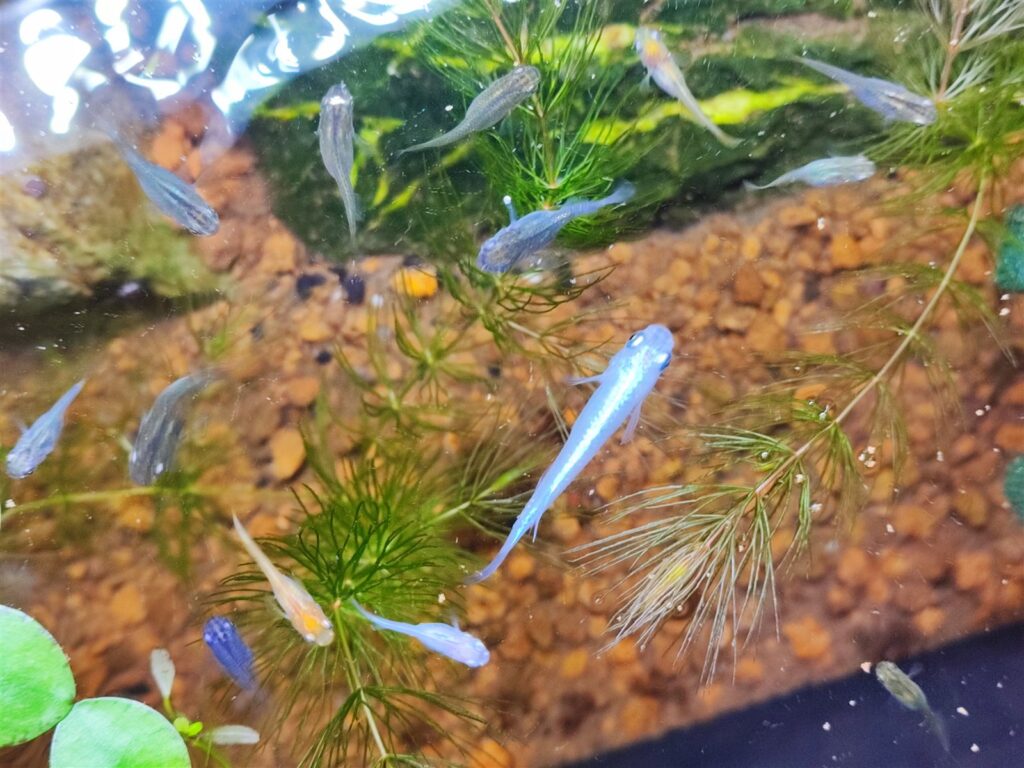 マツモの間を泳ぐ青いメダカたち（筆者の飼育容器）