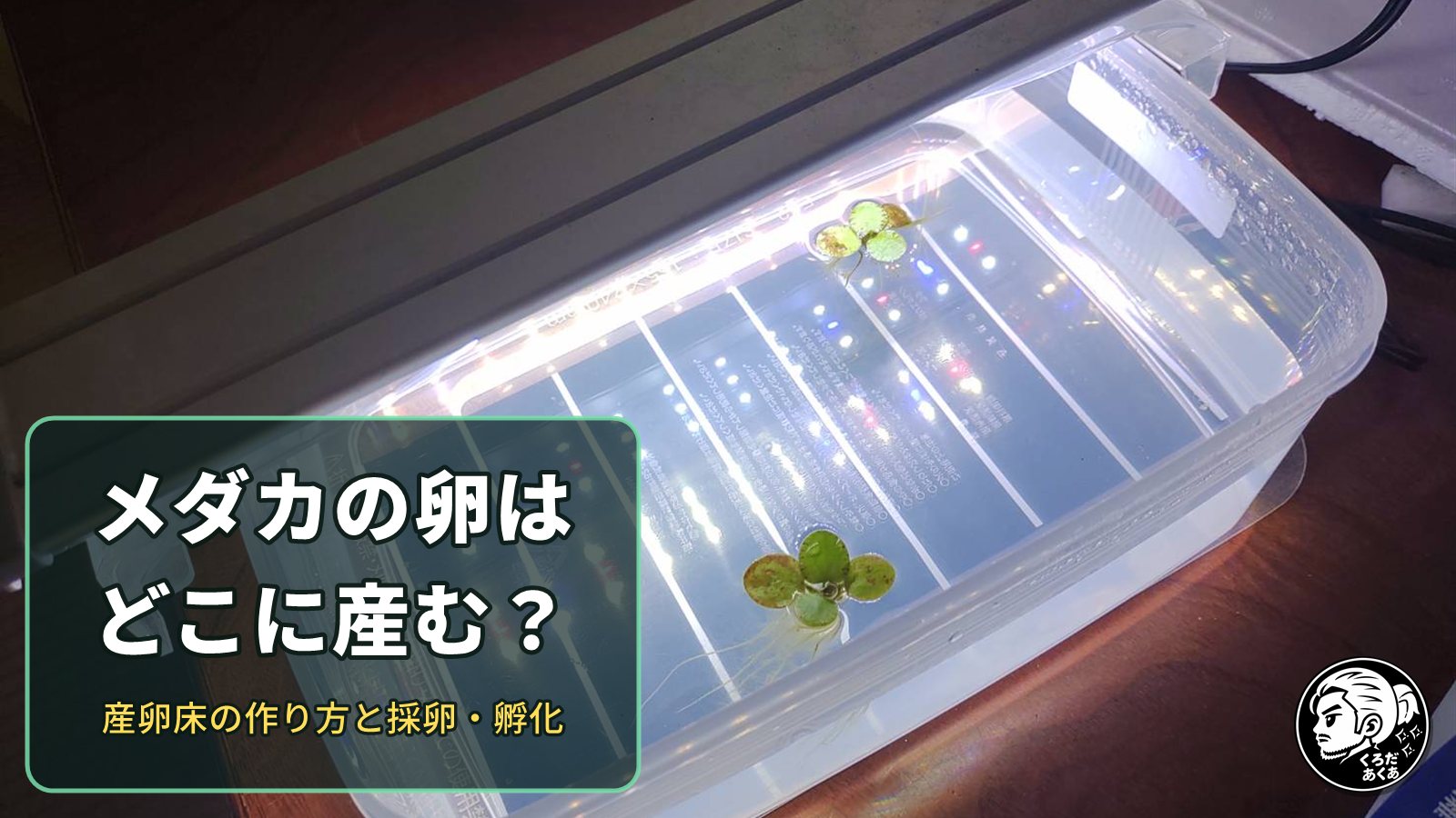 メダカの卵はどこに産む？｜産卵床の作り方と採卵・孵化