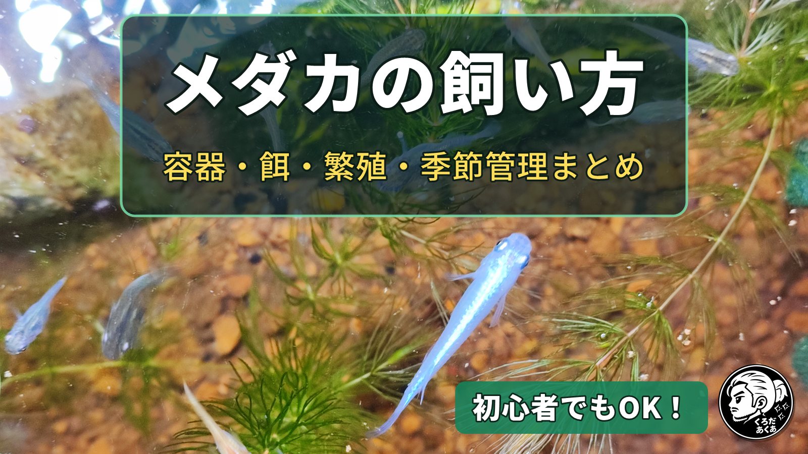 メダカの飼い方｜容器・餌・繁殖・季節管理まとめ