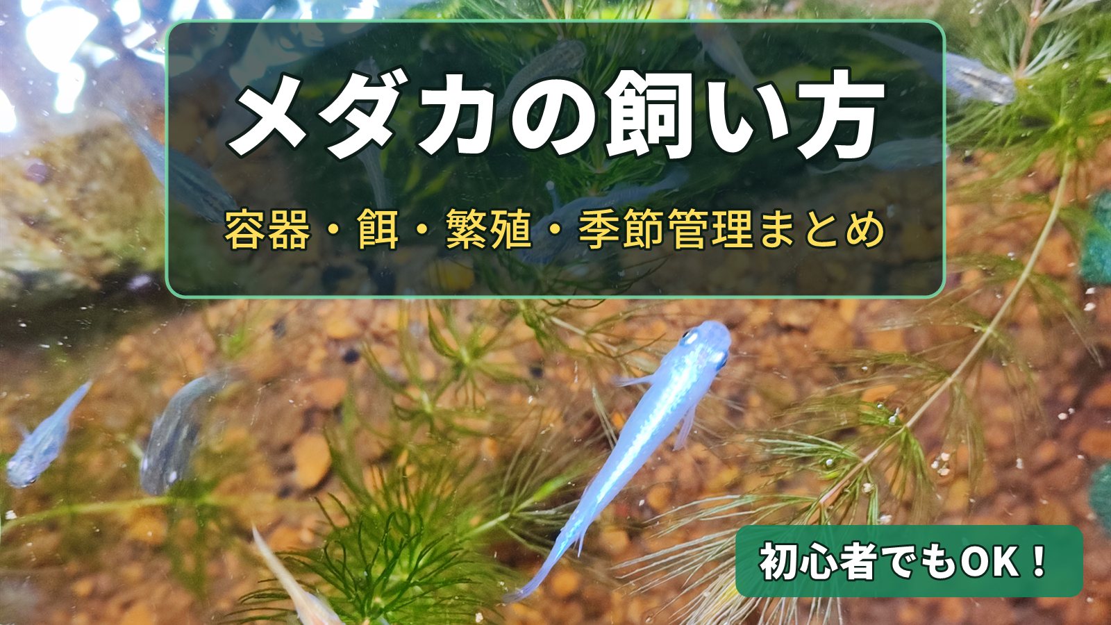 メダカの飼い方　水草の間を泳ぐ青いメダカ（筆者の飼育容器）