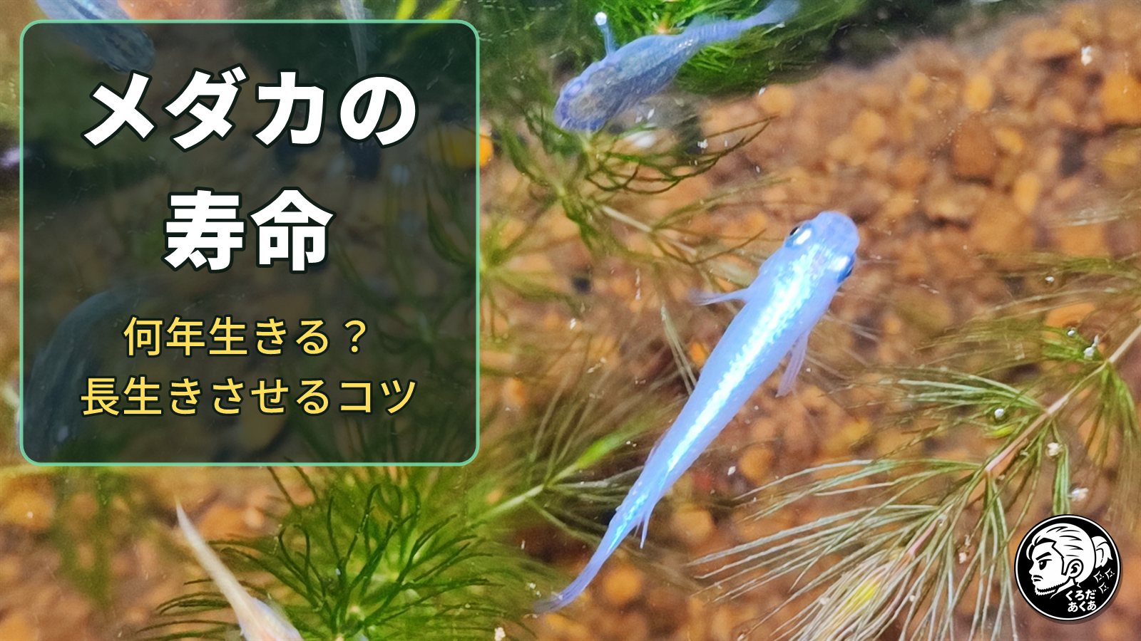 メダカの寿命｜何年生きる？長生きさせるコツ