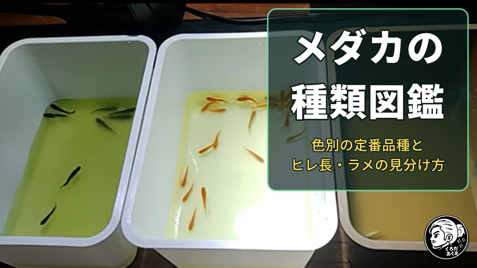 ミックスメダカを黒系・赤系・ラメ入りに分けた3つの容器と「メダカの種類図鑑」の文字