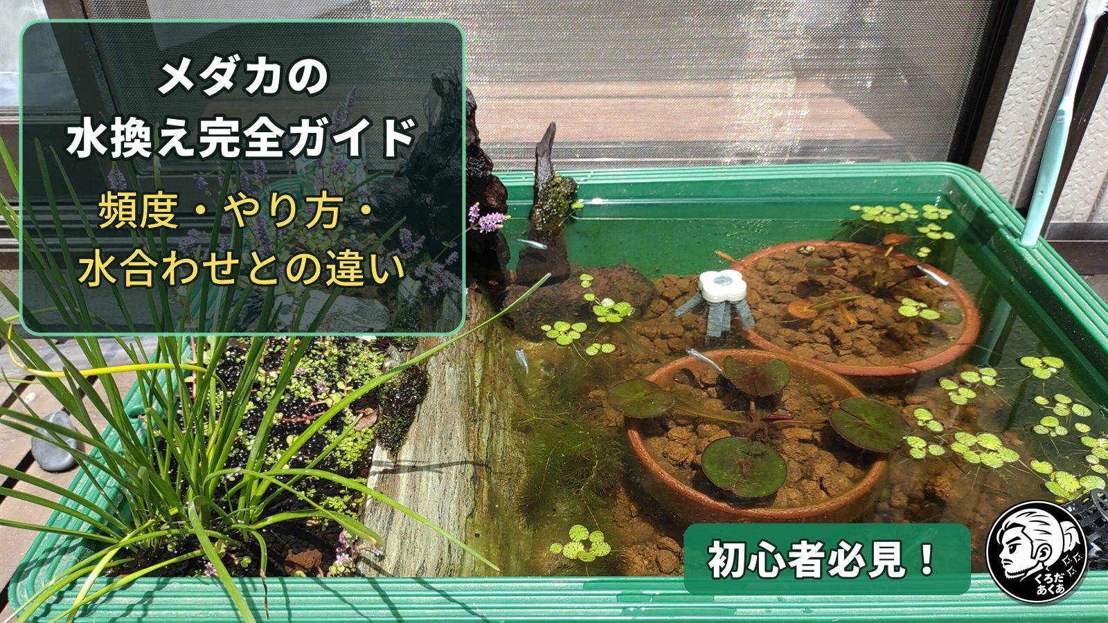 メダカの水換え完全ガイド｜頻度・やり方・水合わせとの違い