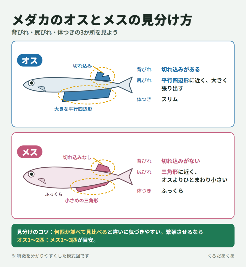 メダカのオスとメスの見分け方（オスは背びれに切れ込みがあり尻びれが大きな平行四辺形、メスは背びれに切れ込みがなく尻びれが小さめの三角形）
