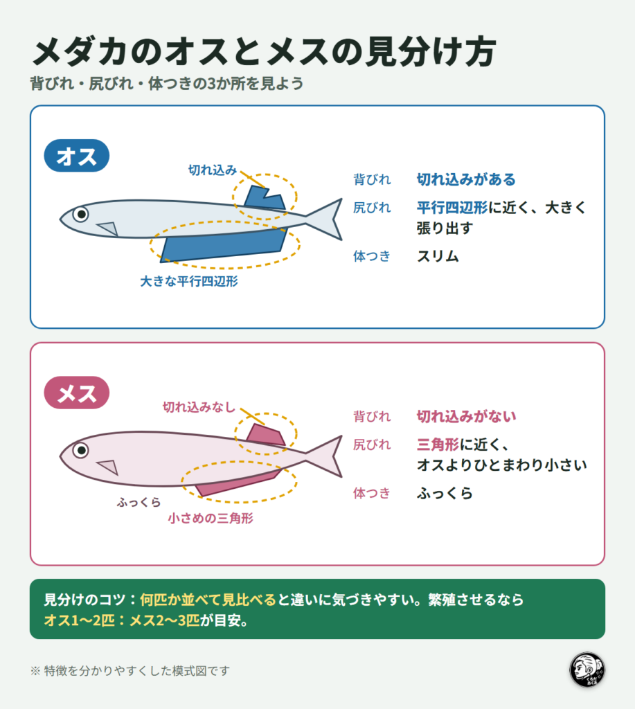 メダカのオスとメスの見分け方（オスは背びれに切れ込みがあり尻びれが大きな平行四辺形、メスは背びれに切れ込みがなく尻びれが小さめの三角形）