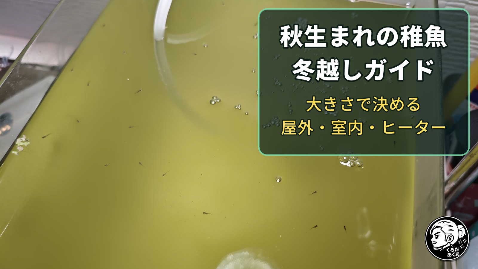室内の容器で泳ぐメダカの稚魚と「秋生まれの稚魚 冬越しガイド」の文字