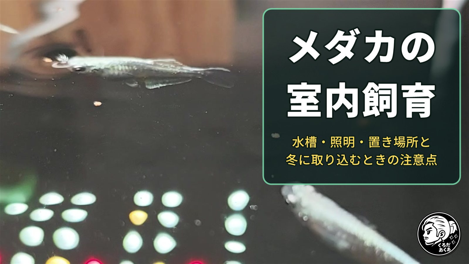 室内の容器で泳ぐ幹之メダカと「メダカの室内飼育」の文字