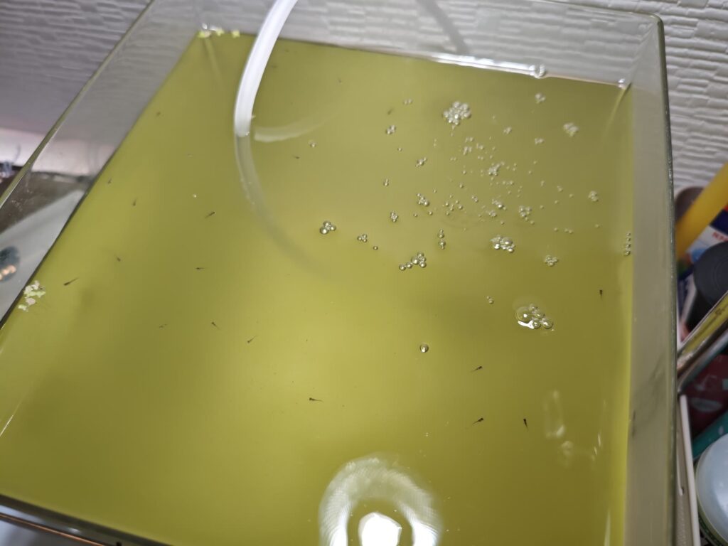 ダイソーの四角い水槽で育てているメダカの針子