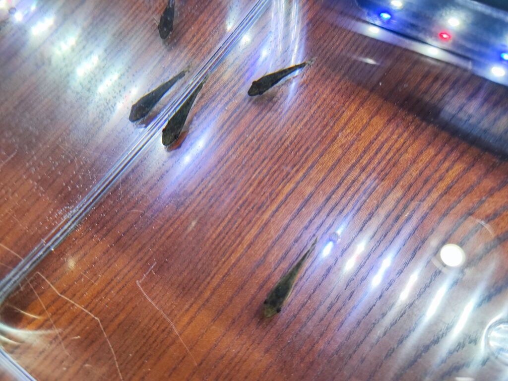 水槽の底で過ごすオトシンクルスたち