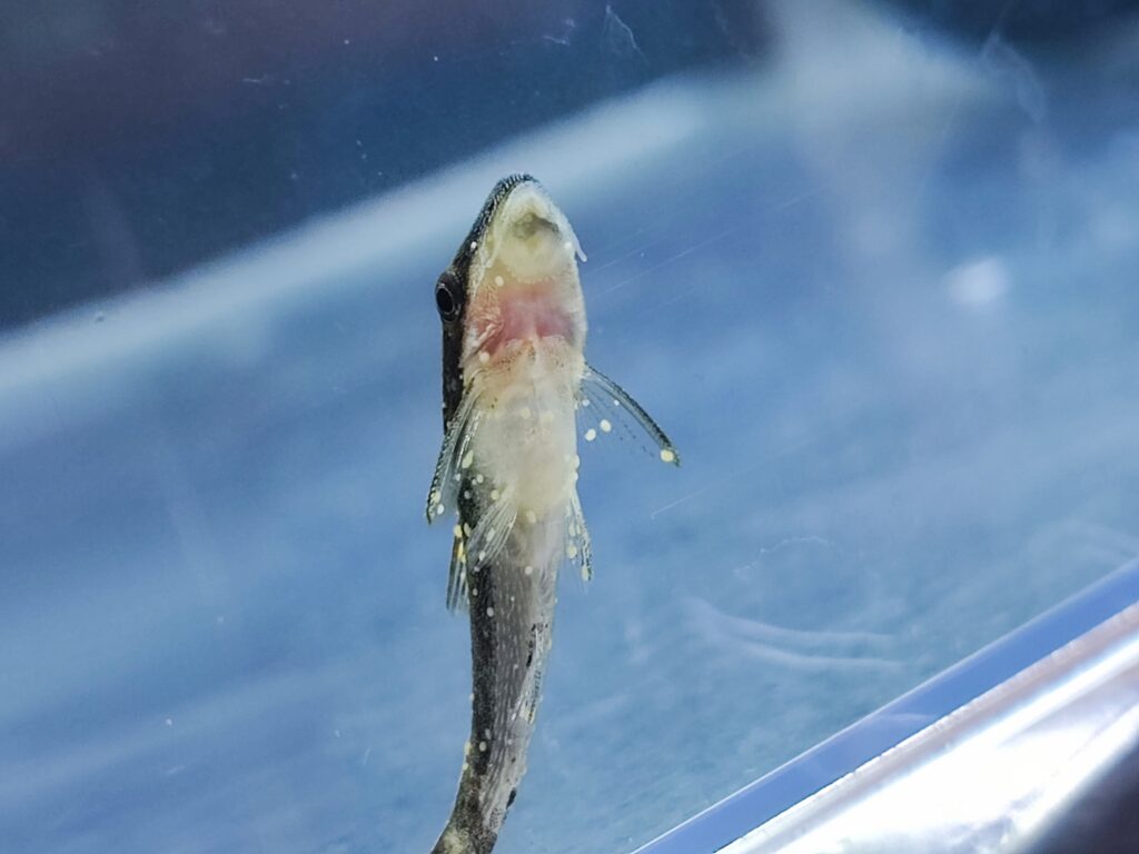 白点病のオトシンクルスを腹側から見たところ。ヒレやお腹に白い点が散らばっている