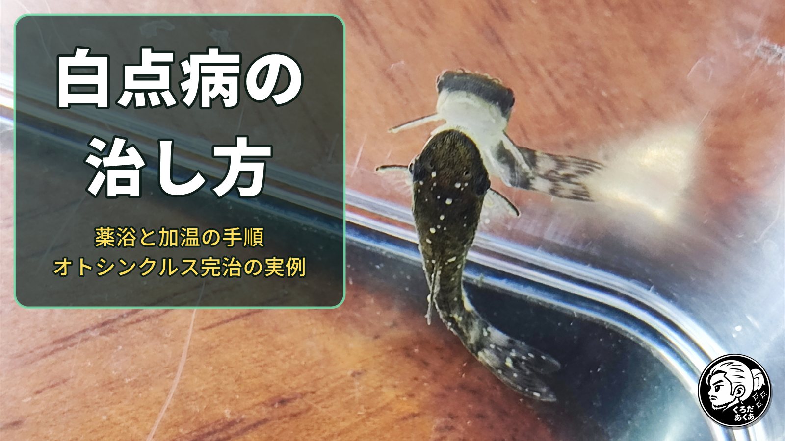 白点病の治し方 薬浴と加温の手順 オトシンクルス完治の実例